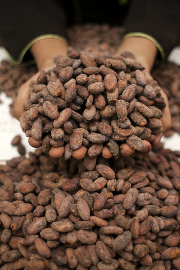 Roasted cocoa beans stock image. Image of organic, dessert 92212979