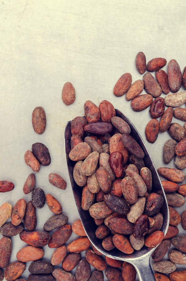 Roasted cocoa beans stock photo. Image of concept, health 177914690