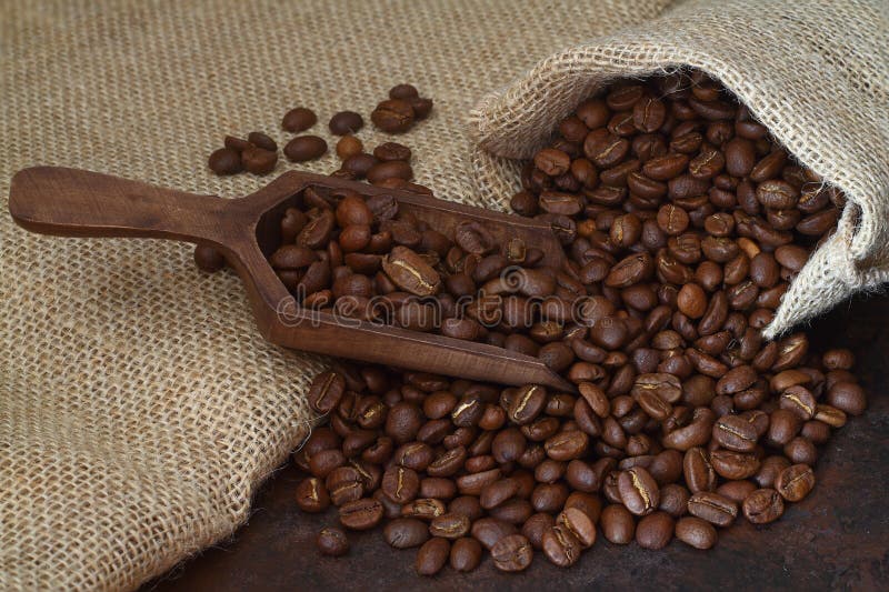 Roasted coffee beans close-up in wooden scoop on background burlap sack, selective focus