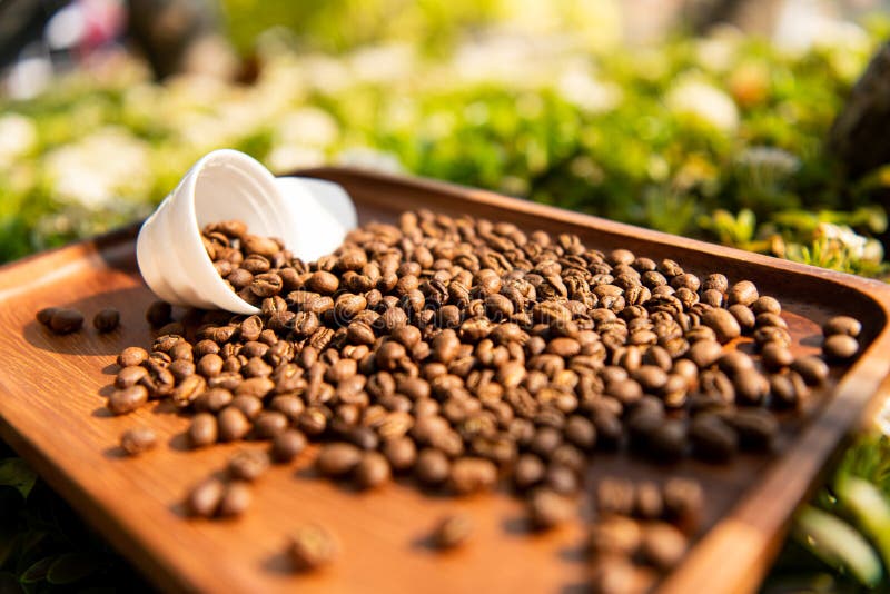Roasted Peaberry Coffee Beans Stock Image Image of health, aromatic