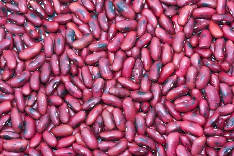 Roasted Red Bean . stock image. Image of sweet, grains 22955279