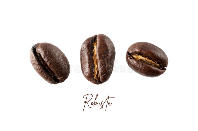 Roasted Robusta Peaberry Coffee Beans Closeup Isolated on White.Macro