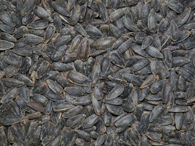Roasted and Salted Sunflower Seeds Stock Photo Image of roasted