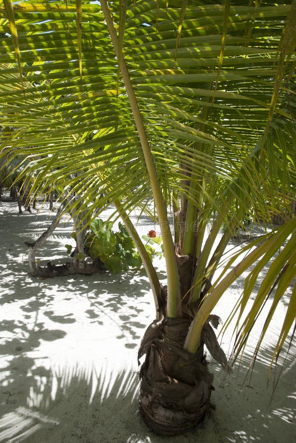Roatan Island Little Palm Tree fotografia stock libera da diritti
