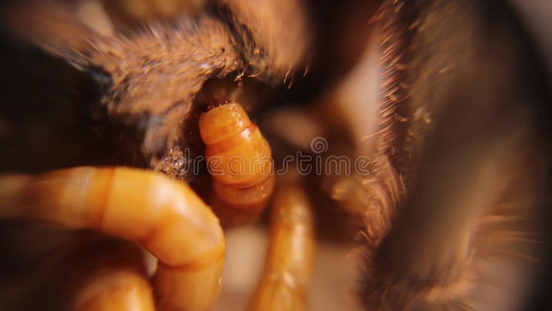 Robaki spożywające drób pajęczy. martwa tarantula. cykl życia larwy robaka mączniaka i dorosłych robaków mączki robaka mączki