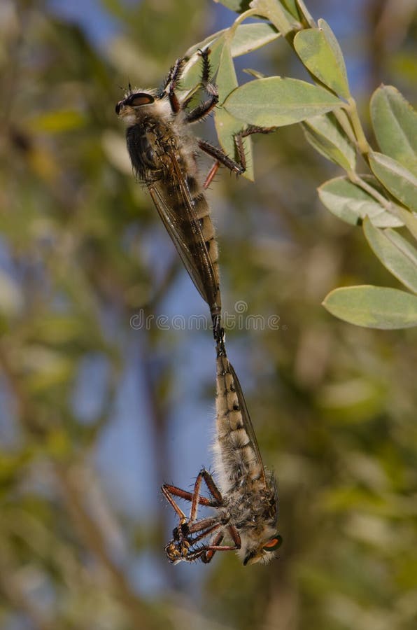 Robatortas en apareamiento imágenes de archivo libres de regalías