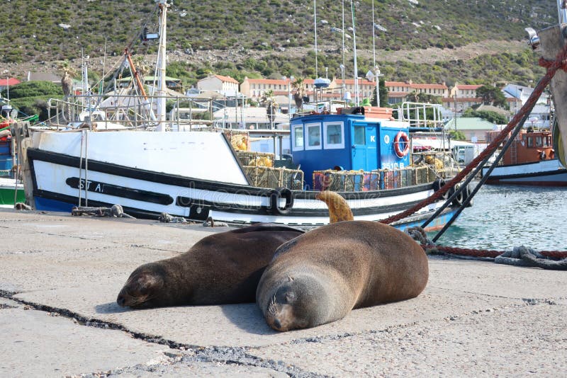 2 Robben, die ein Nachmittagshaar am kalk Buchthafen Kapstadt Südafrika haben