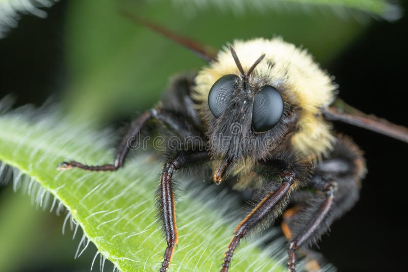 Robbery Fly Bumble Bee Mimic royalty free stock photo