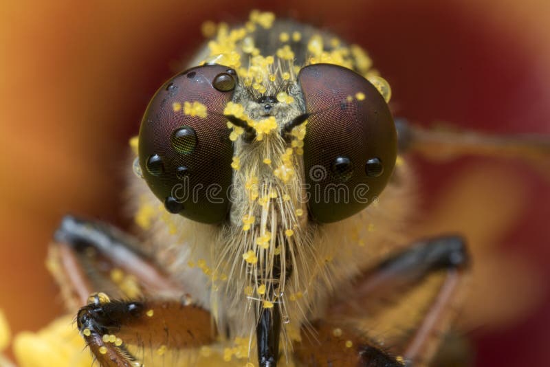 The Robber fly close up in Thailand.