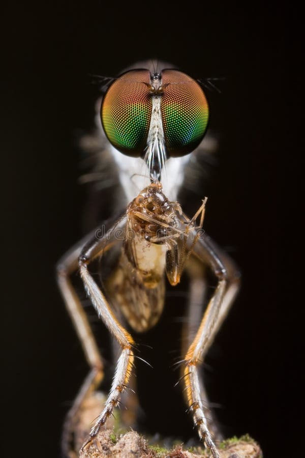Robberfly con la presa - barkfly, vista delantera