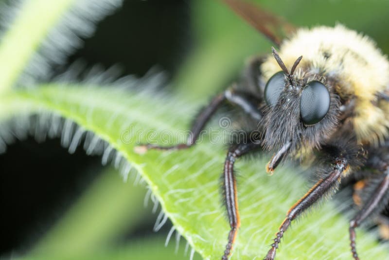 Robbery Fly Bumble Bee Mimic stock photography