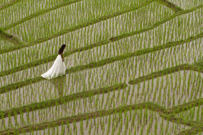 Robe nuptiale blanche avec la belle jeune femme romantique dans la rizière en terrasse images libres de droits Robe nuptiale blanche avec la belle jeune femme romantique dans la rizière en terrasse images libres de droits