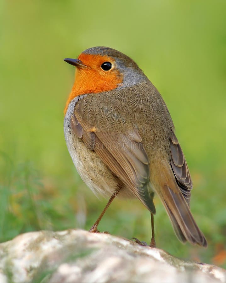 Robin on a stone, with blurry green background.