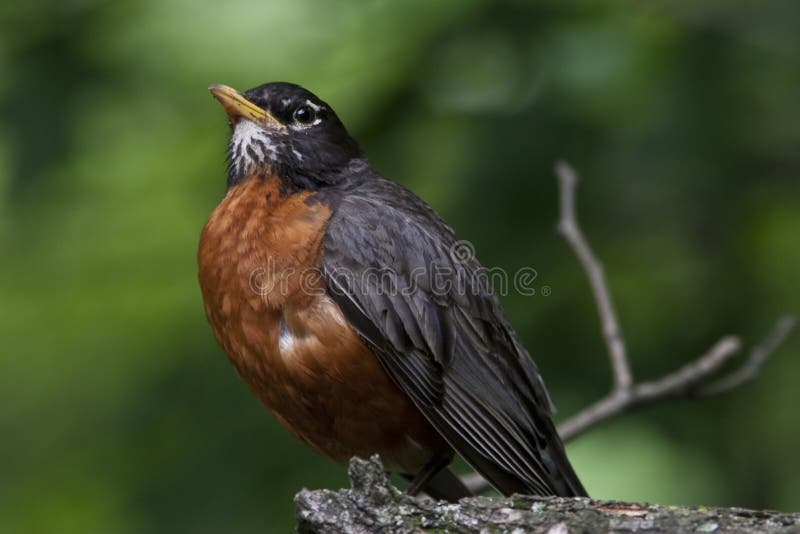 Robin stock foto