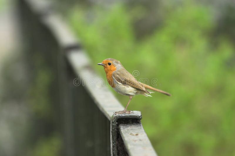 Robin