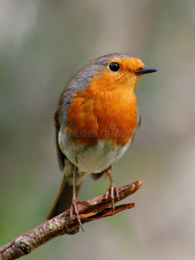 Robin, beautyful bird with reddish-orange face and breast, reasting on a branch.