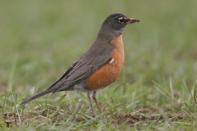 Robin stock fotografie
