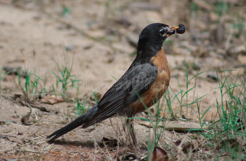 Robin Berry in beak stock photo. Image of orange, turdus 55485882