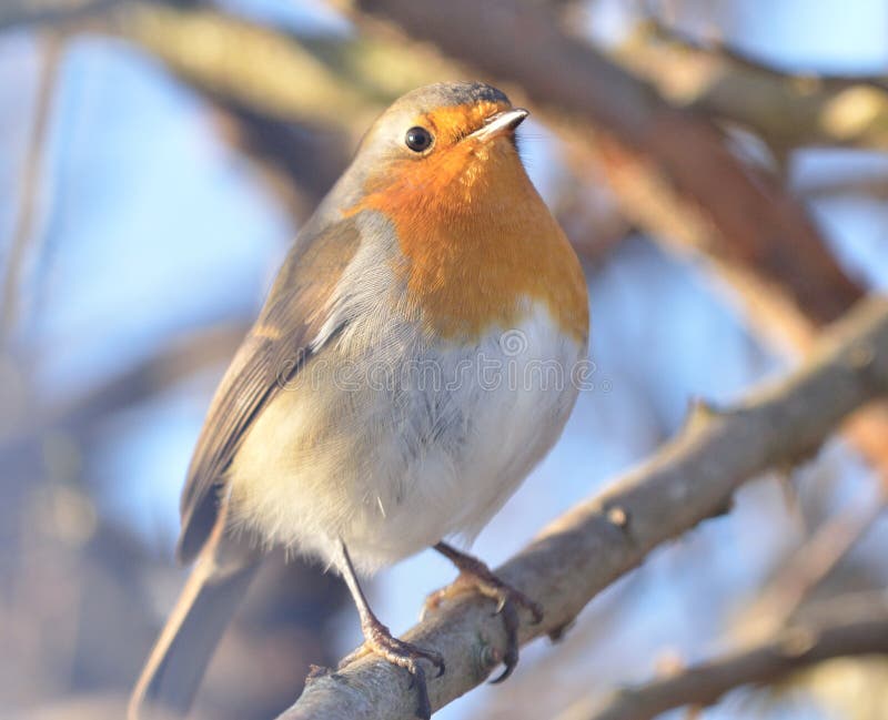 ROBIN BIRD in denmark