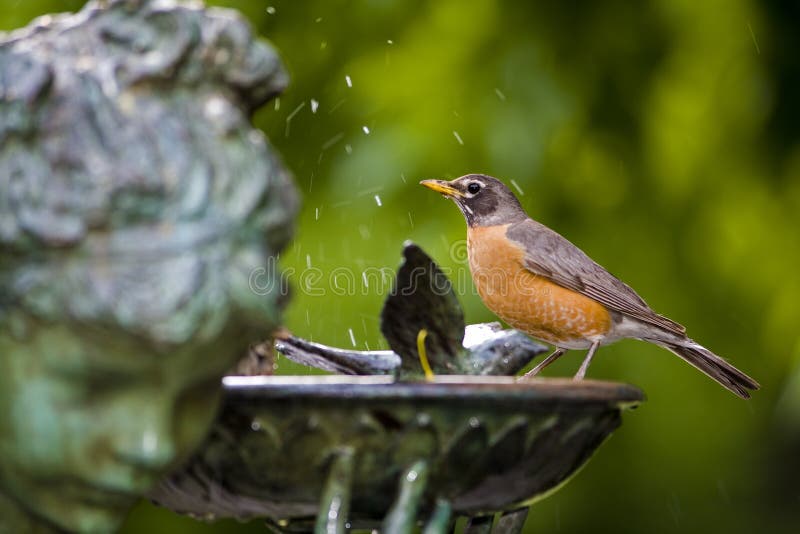 Robin in bird bath