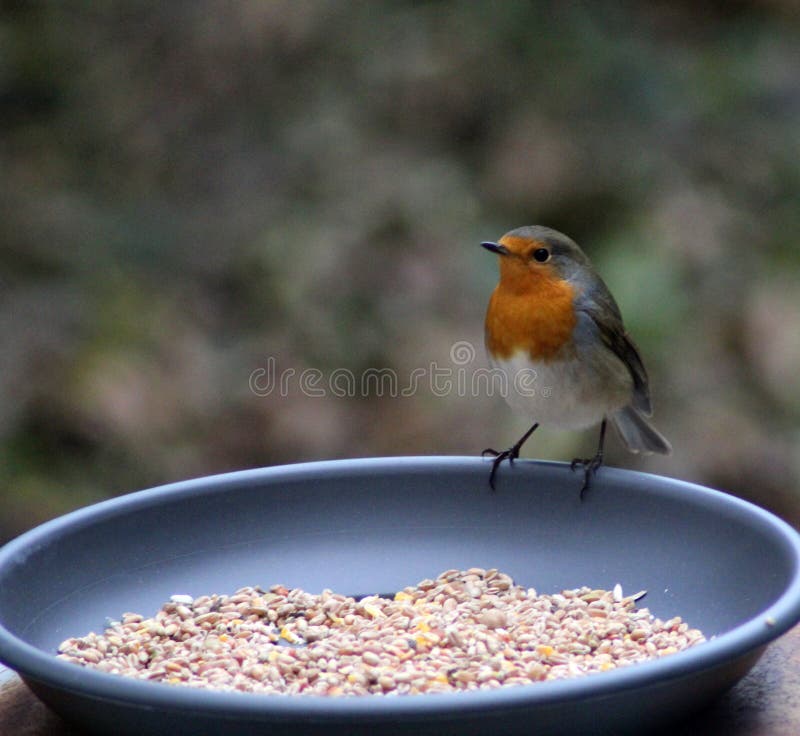 Robin Bird eating seed