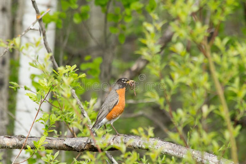 Robin bird eating worms stock photo. Image of nature 51886130