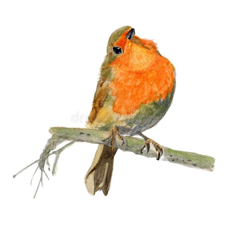 Robin Watercolor Isolated Bird On White Background Watercolor Hand