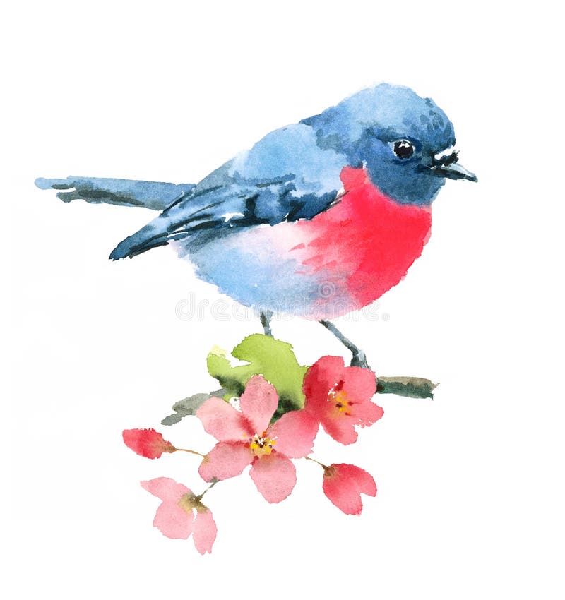Robin Bird rose sur le peint à la main d'illustration d'aquarelle de branche de Cherry Blossoms d'isolement sur le fond blanc illustration libre de droits Robin Bird rose sur le peint à la main d'illustration d'aquarelle de branche de Cherry Blossoms d'isolement sur le fond blanc illustration libre de droits