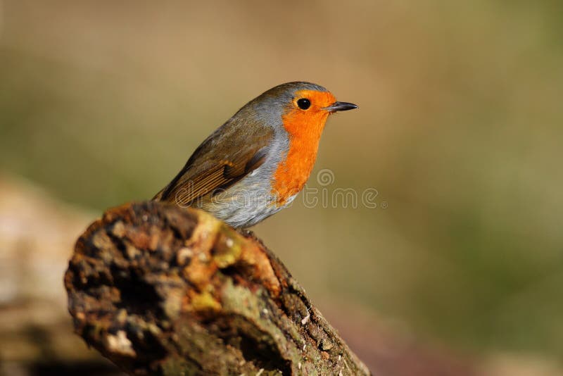 Robin bird on the branch stock photo. Image of looks - 131962440