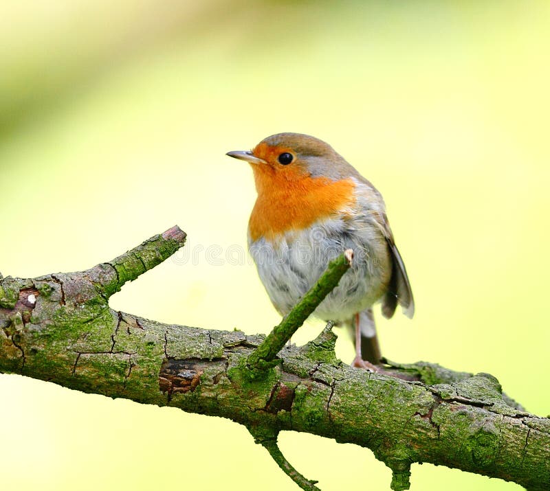 Robin bird royalty free stock photography Robin bird royalty free stock photography