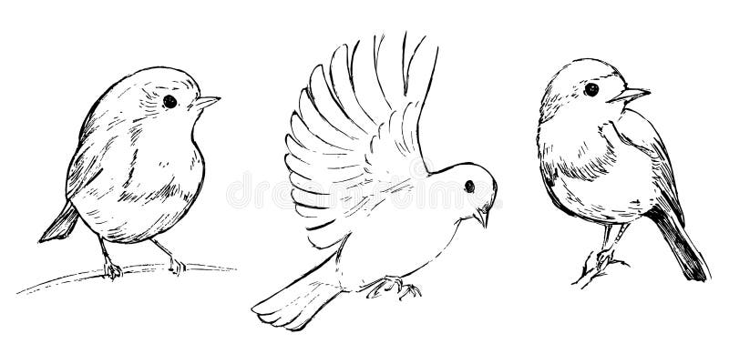 Robin birds illustration set. Birds black and white vector drawings group. Animals nature wildlife theme. Minimal sketchy simple s