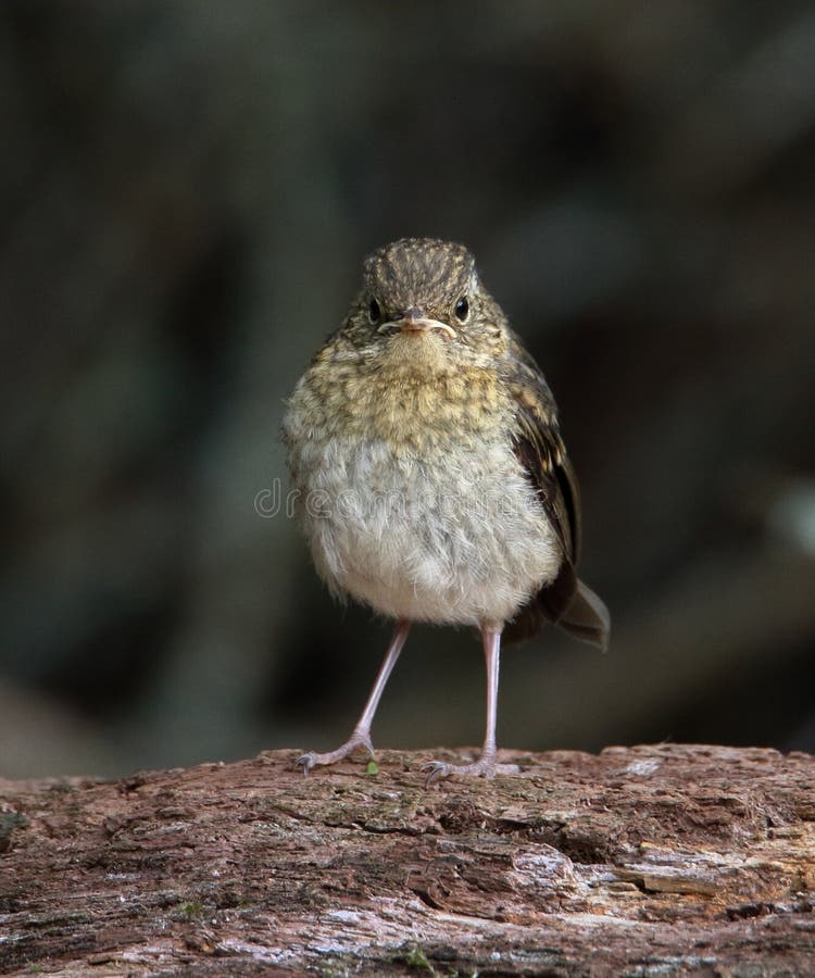 Robin Chick mal-humorado imagem de stock royalty free Robin Chick mal-humorado imagem de stock royalty free