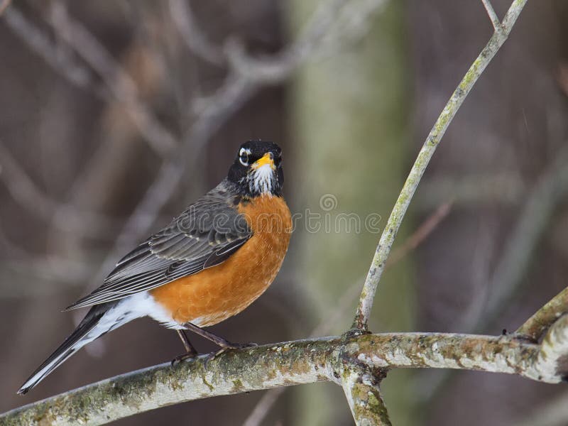 Robin in der Winterszene stockbilder Robin in der Winterszene stockbilder