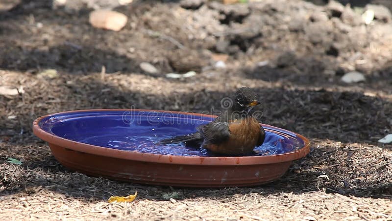 Robin die een bad neemt
