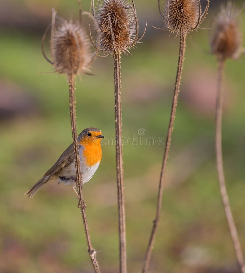 Robin on a dry thistle plant stock image