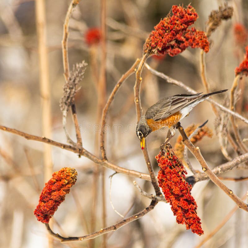 Robin Eating Berries on a Sumac Tree. Stock Photo Image of perched