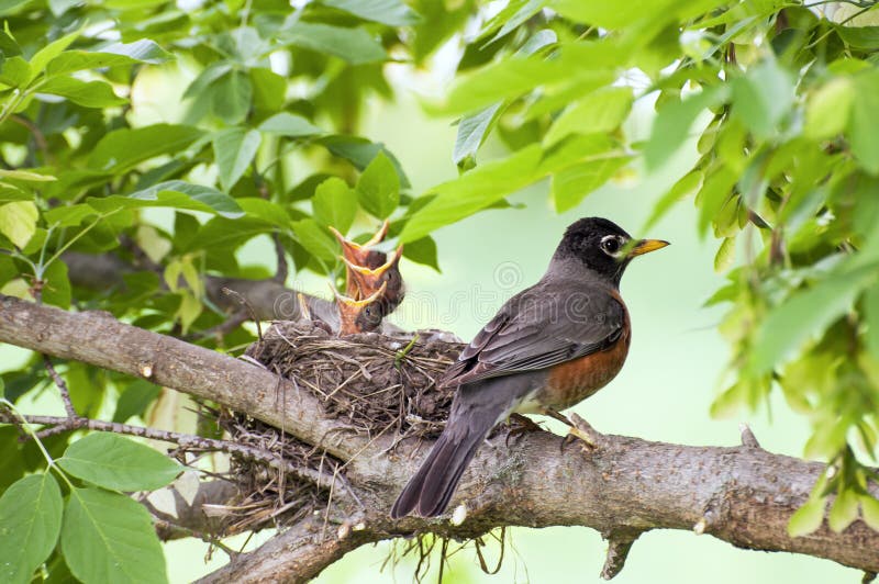 Robin ed uccelli di bambino