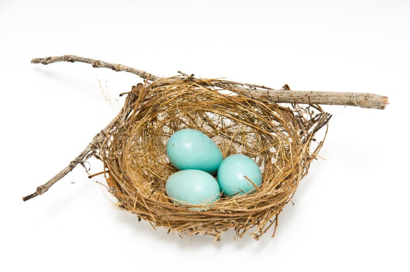 Robin eggs