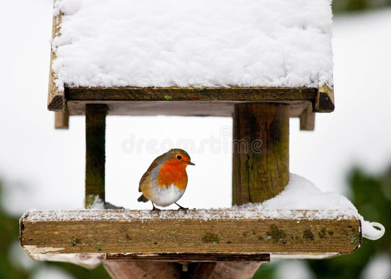Robin an einer schneebedeckten Vogelzufuhr im Winter