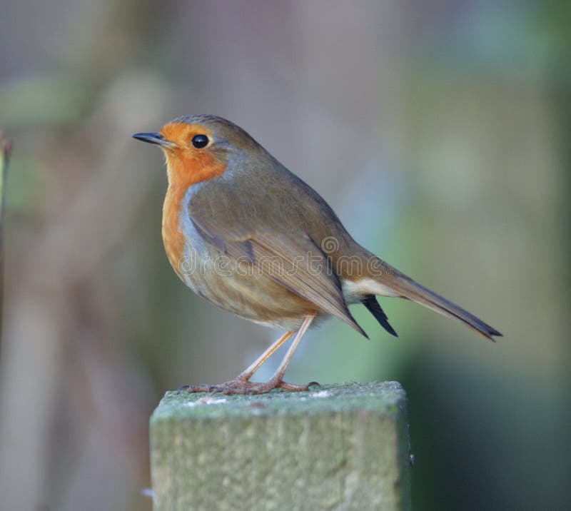 Robin (European) royalty free stock photography Robin (European) royalty free stock photography