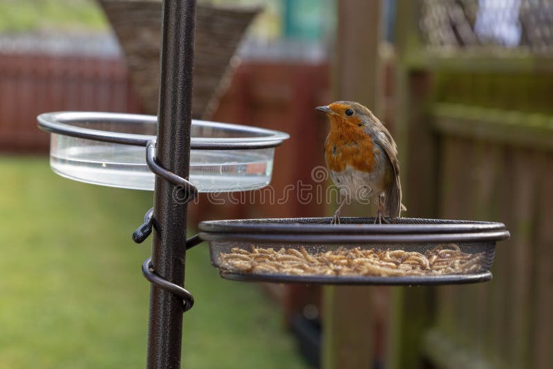 Robin at a feeding station in Garden in Spring. A robin at a feeding station in the garden of a urban dwelling Room for text royalty free stock photos Robin at a feeding station in Garden in Spring. A robin at a feeding station in the garden of a urban dwelling Room for text royalty free stock photos