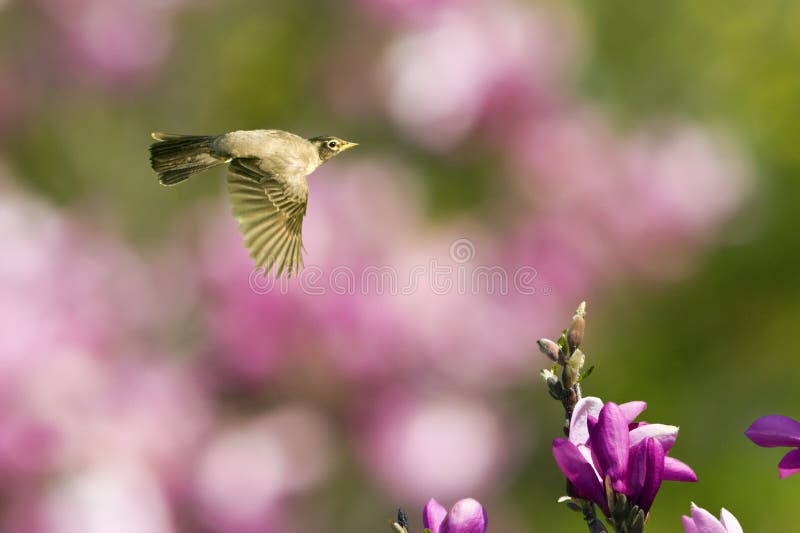 Robin flying with magnolia tree blossom in the foreground and magolia trees in the background. Robin flying with magnolia tree blossom in the foreground and magolia trees in the background.