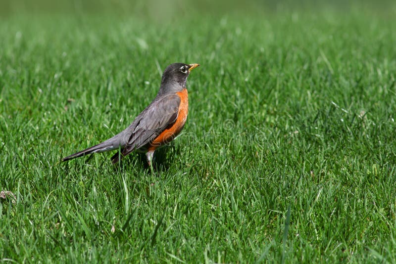Roodborst op het gazon royalty-vrije stock afbeeldingen