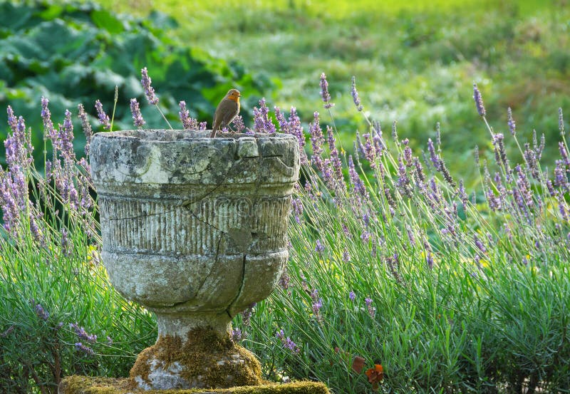 Urne Vase Garten-Verzierung Stockfoto - Bild von dekoration, garten