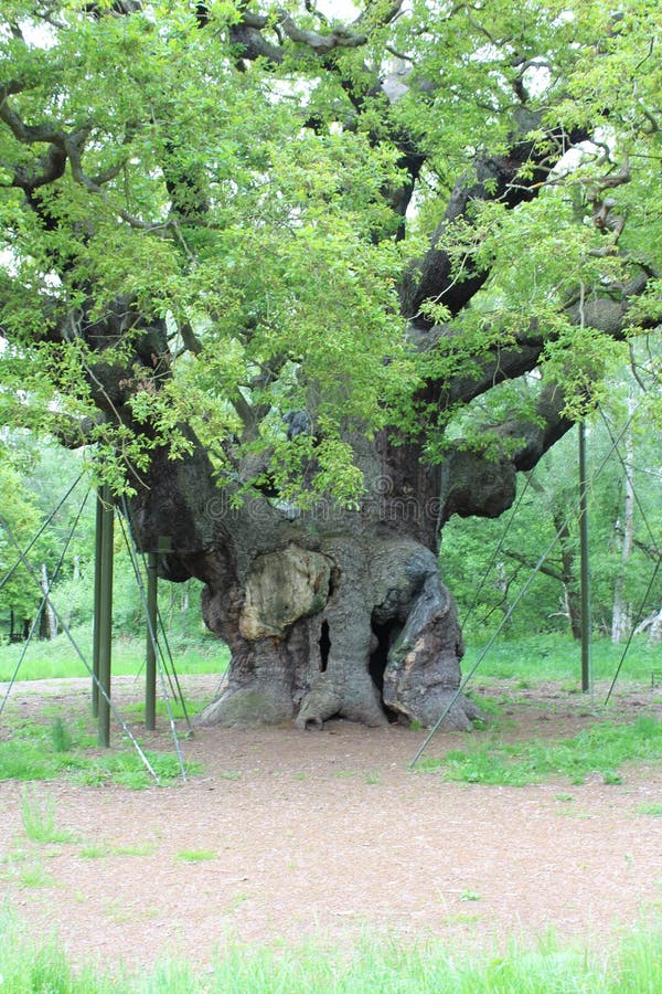 Robin Hood and Sherwood Forest Stock Image - Image of foreground ...