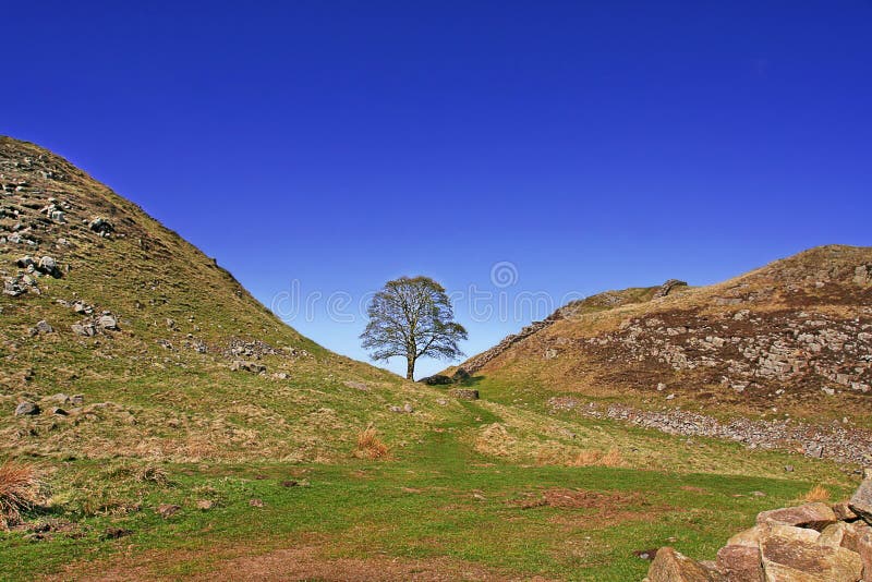 Hadrian's Wall Wide Angle Capture of Sycamore Gap, a section of Hadrians Wall between two crests in Northumberland, England is locally known as the Robin Hood Tree. This location was featured in the film Robin Hood Prince of Thieves. Hadrian's Wall Wide Angle Capture of Sycamore Gap, a section of Hadrians Wall between two crests in Northumberland, England is locally known as the Robin Hood Tree. This location was featured in the film Robin Hood Prince of Thieves.