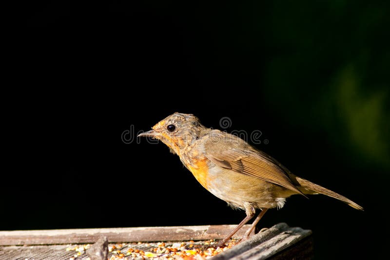 Robin Juvenile Brightly Lit Profile View