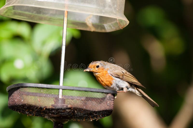 Robin with Mealworm in Bill Stock Photo Image of animal, small 79103686