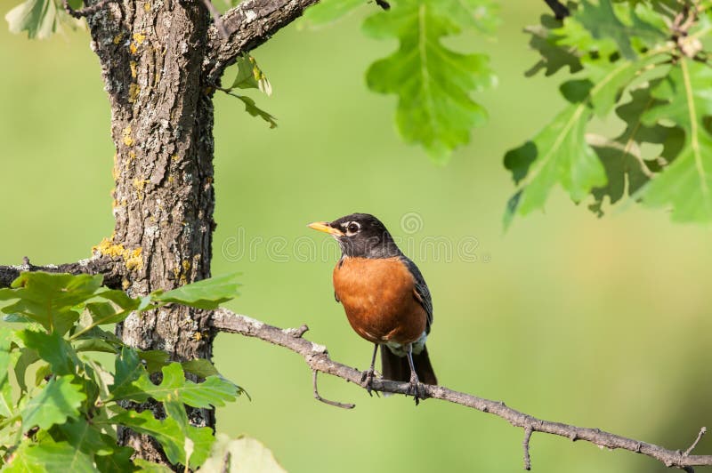 Roodborst op een tak stock afbeelding