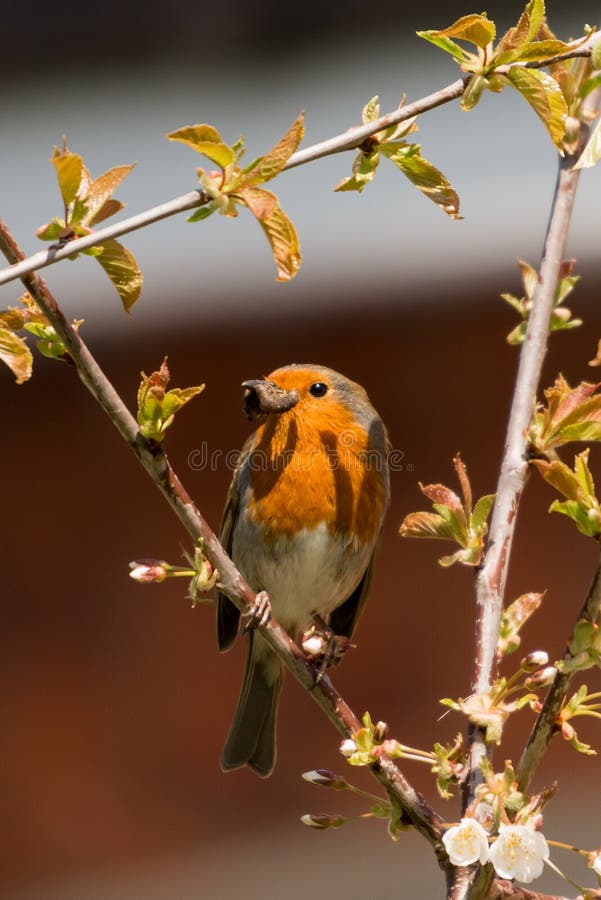Robin Red Breast stock image. Image of singer, songbird 39749029